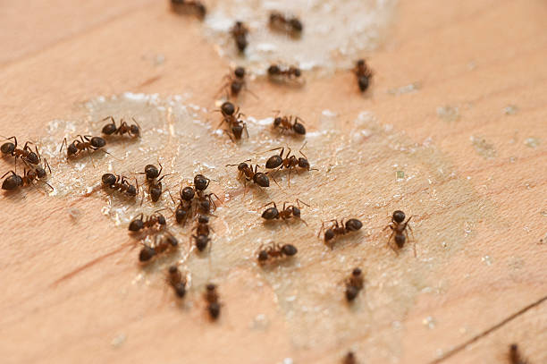 Best Pest Control Cost  in Rowlett, TX