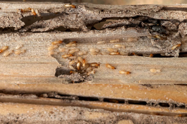 Best Rodent Control Near Me  in Rowlett, TX
